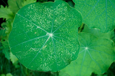 Close-up of green leaves