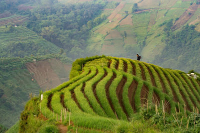 Scenic view of agricultural field