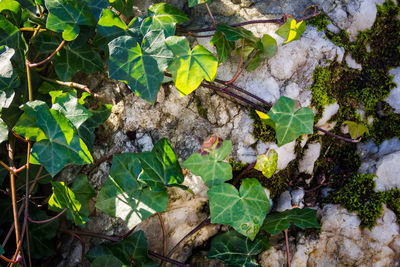 High angle view of ivy growing on field