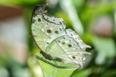 Close-up of butterfly on leaf