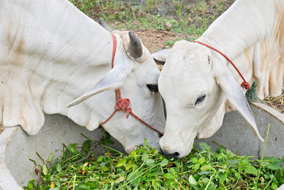 High angle view of sheep on field