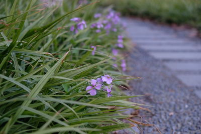 Close-up of purple crocus blooming outdoors