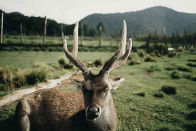 Portrait of deer on field