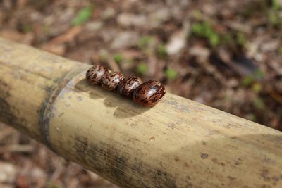 Close-up of insect on wood