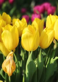Close-up of yellow tulips blooming outdoors