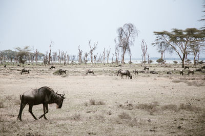 Horses on field against clear sky