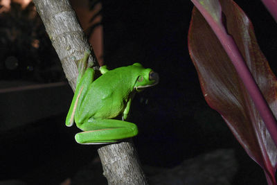 Close-up of frog on leaf