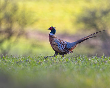 Close-up side view of a bird on land