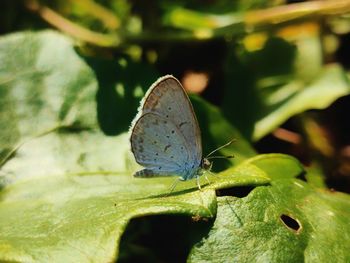 Close-up of butterfly on leaf