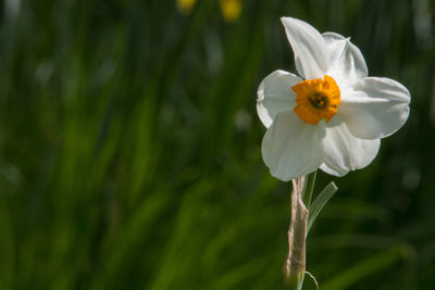 Close-up of white flowering plant