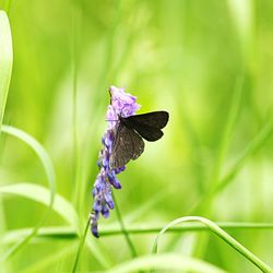 Close-up of butterfly on flower