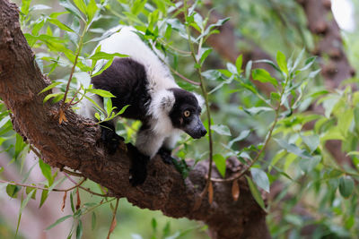 Low angle view of monkey on tree