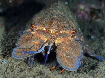 Close-up of fish underwater