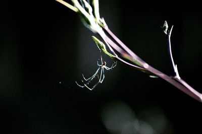 Close-up of plant against blurred background