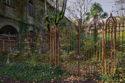 Plants growing on old building