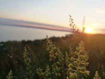 Close-up of plants growing on field against sky during sunset