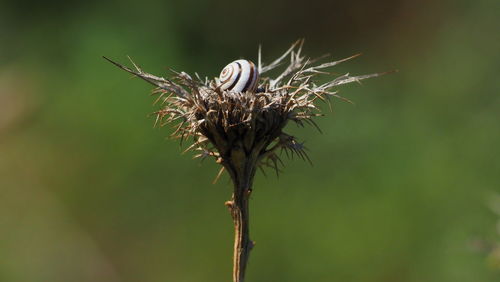 Close-up of bird nest on tree