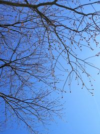 Low angle view of bare tree against blue sky