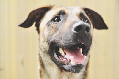 Close-up portrait of dog