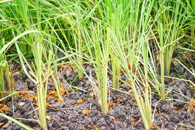Close-up of fresh plants on field