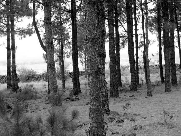 TREES ON FIELD