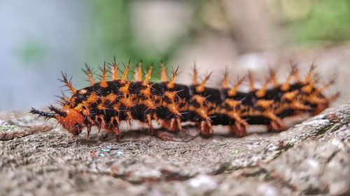 Close-up of caterpillar on rock