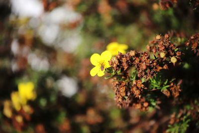 Close-up of yellow flowering plant