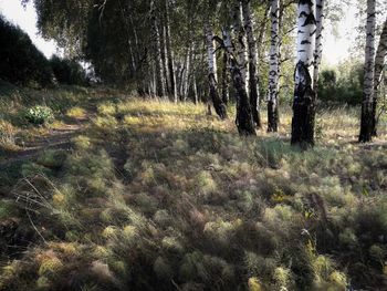 View of trees growing in forest