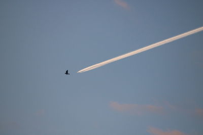 Low angle view of bird flying in sky