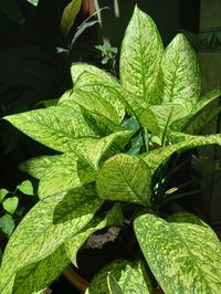 Close-up of green leaves