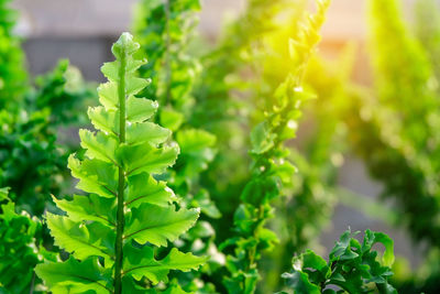 Close-up of fresh green leaves on plant in field