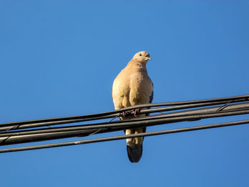 Low angle view of bird perching on cable against clear blue sky