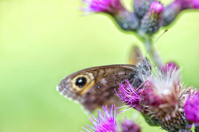 Close-up of butterfly pollinating on pink flower