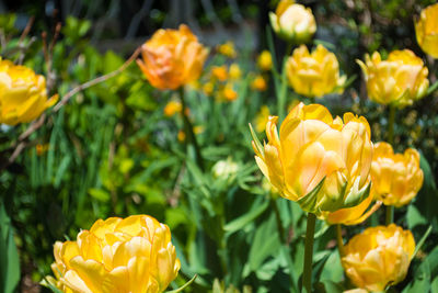 Close-up of yellow flowers blooming outdoors