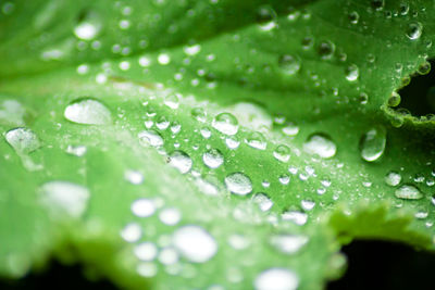 Close-up of water drops on leaf