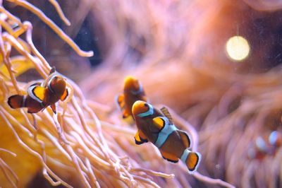 Clown fish swimming by corals in sea