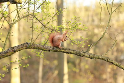 View of monkey on tree branch