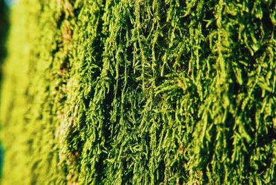 Close-up of plant