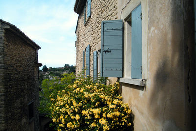 Close-up of yellow flowers against house