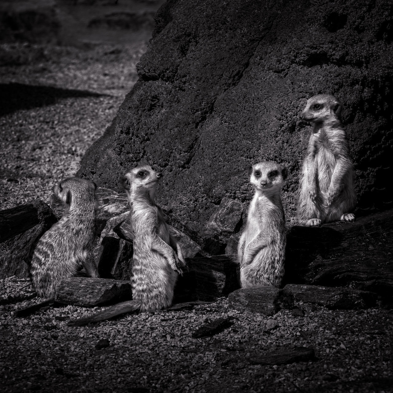 PORTRAIT OF SHEEP SITTING ON ROCKS