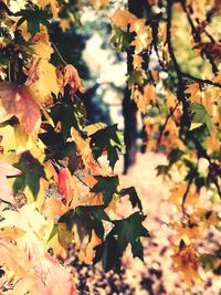 Close-up of maple leaves on tree