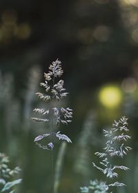 Close-up of purple flowering plant on field