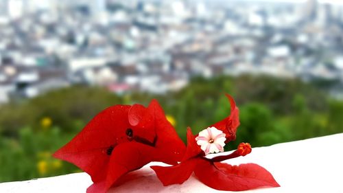 Close-up of red flower against blurred background