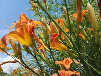 Close-up of orange lily flowers on plant