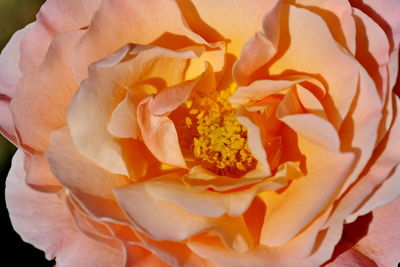 Close-up of rose plant