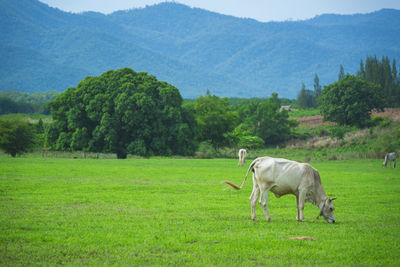 Horses in a field