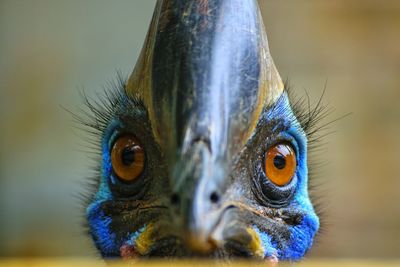 Close-up portrait of peacock