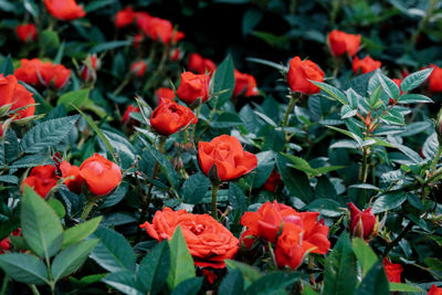 Close-up of red flowering plants