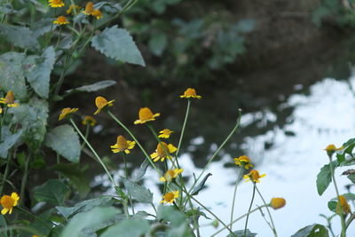 Close-up of yellow flowers blooming outdoors