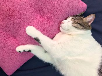 Close-up of cat